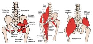 lateral rotator group muscles hip