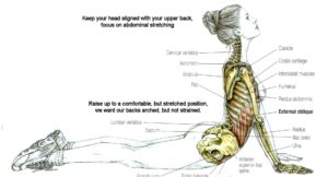 abs stretching anatomy 