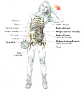 dumbbell side bend