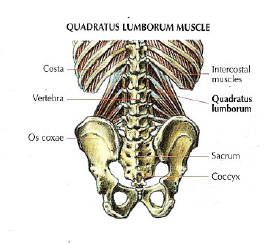 quadratus lumborum