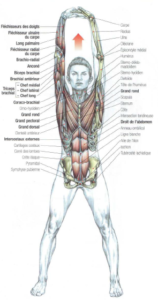 stretching upper body