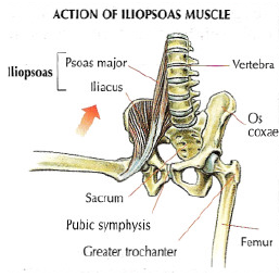 action iliopsoas muscle