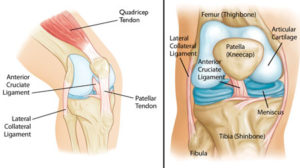 meniscus