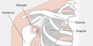 shoulder instability anatomy